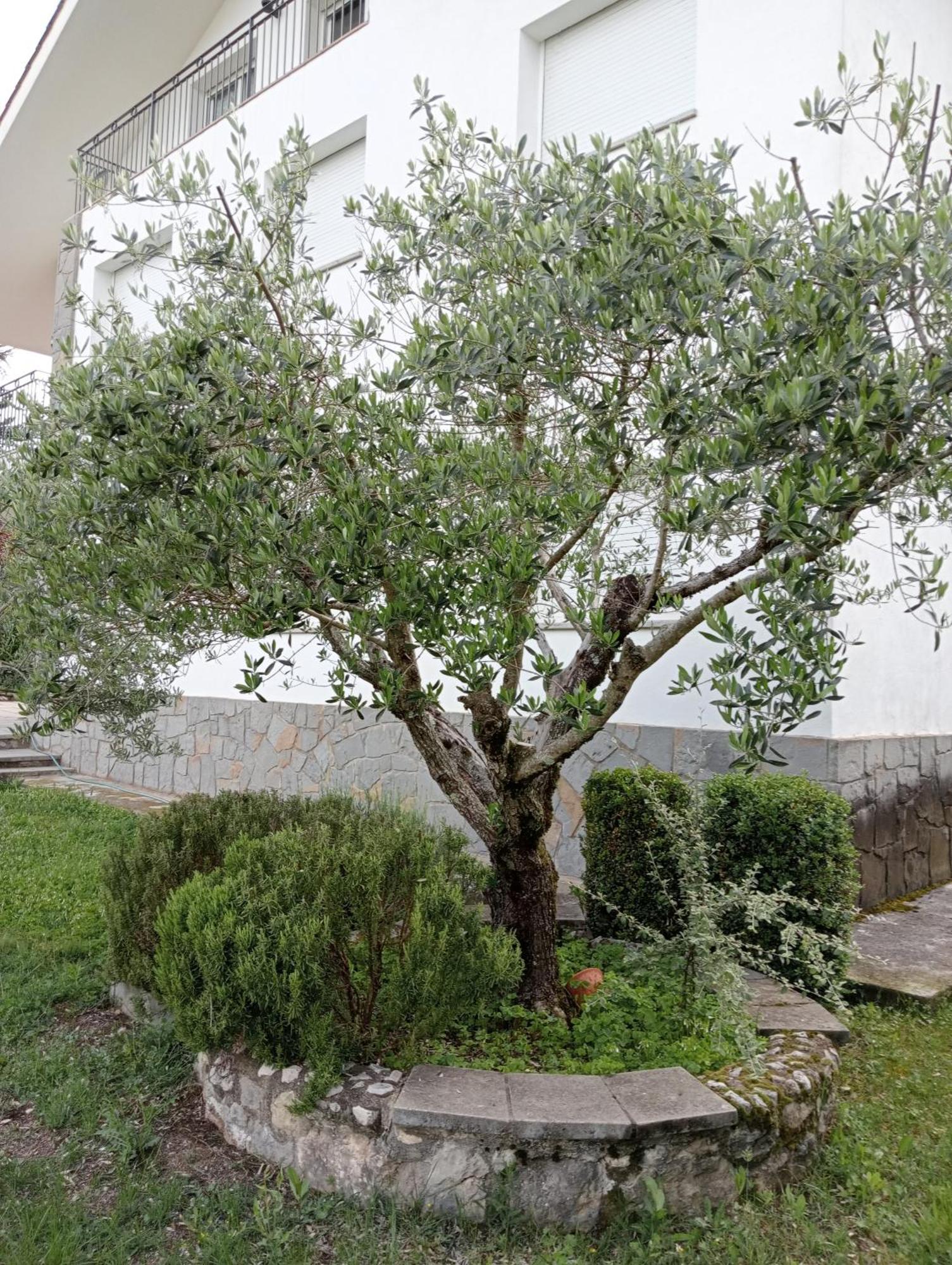Apartamento-Casa Turistica L'Espigol Sant Llorenc de Morunys Exterior photo